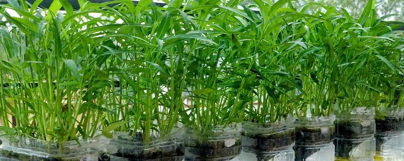 水培空心菜的方法，每隔1-2个星期换一次水