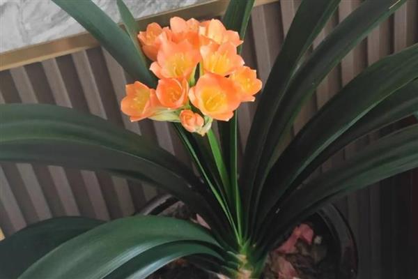 建军节适合送哪些花卉,可选择君子兰、牡丹花等品种