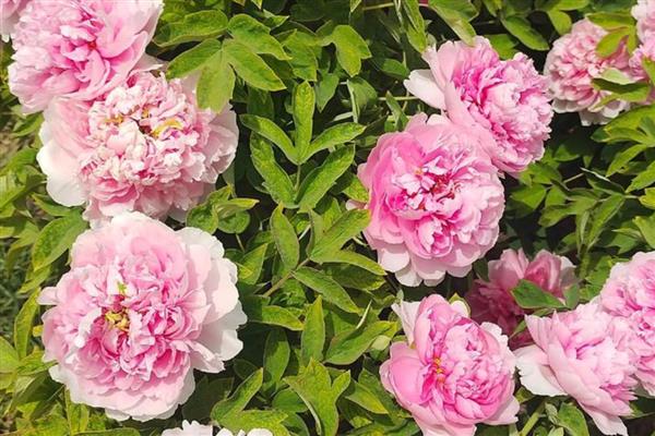 建军节适合送哪些花卉,可选择君子兰、牡丹花等品种