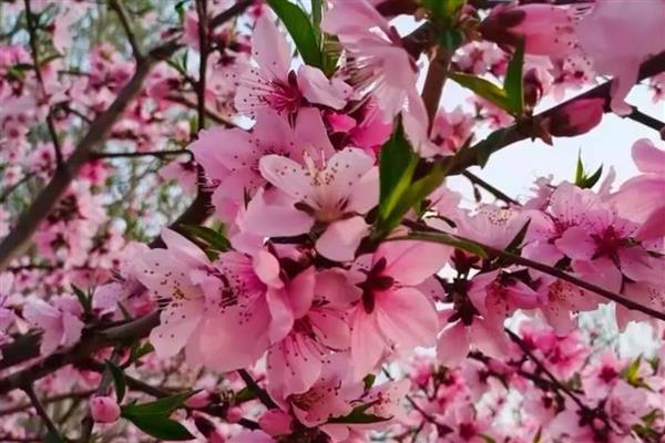 建军节适合送哪些花卉,可选择君子兰、牡丹花等品种