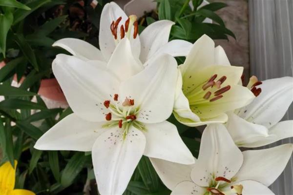 建军节适合送哪些花卉,可选择君子兰、牡丹花等品种