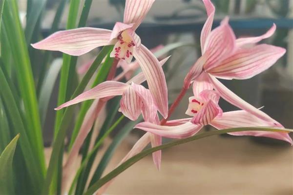 建军节适合送哪些花卉,可选择君子兰、牡丹花等品种