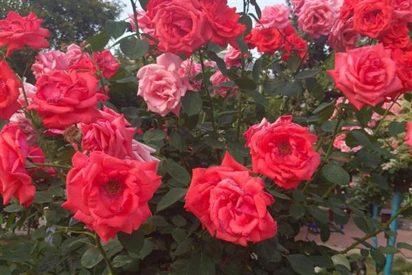 建军节适合送哪些花卉,可选择君子兰、牡丹花等品种