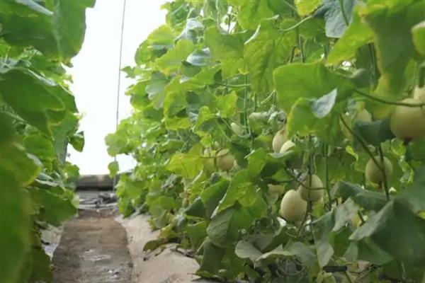 香瓜何时种植,在2-3月份或8-10月份播种