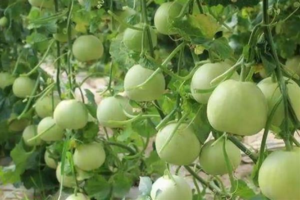 香瓜何时种植,在2-3月份或8-10月份播种