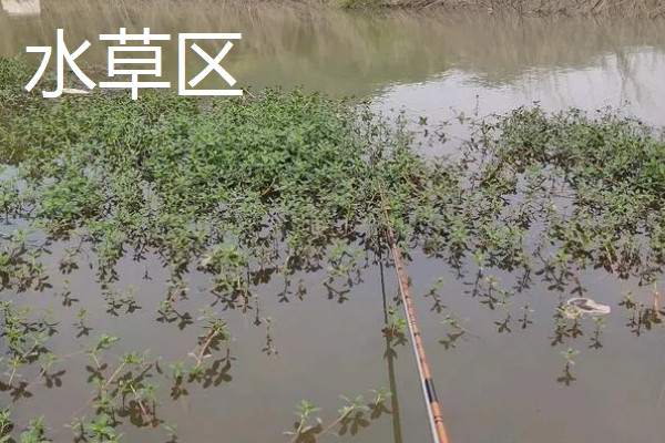 如何垂钓黄尾鱼，水草区是首选钓点