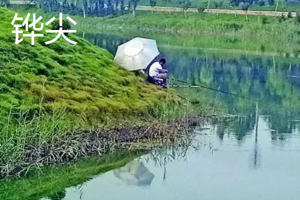 如何垂钓黄尾鱼，水草区是首选钓点
