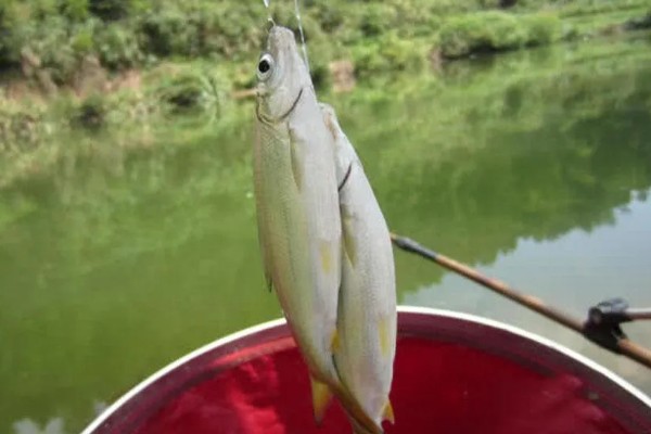 如何垂钓黄尾鱼，水草区是首选钓点