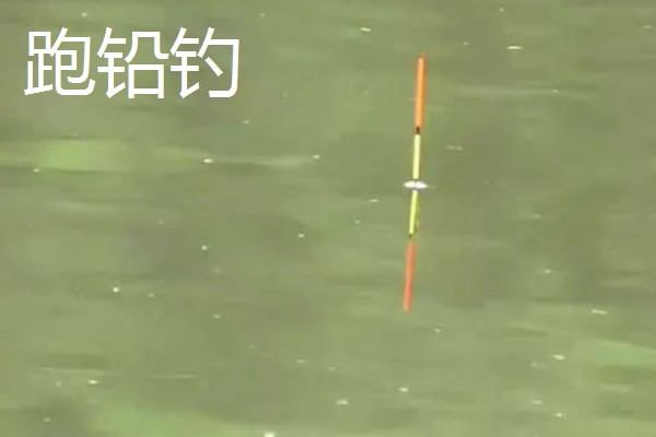 如何垂钓黄尾鱼，水草区是首选钓点