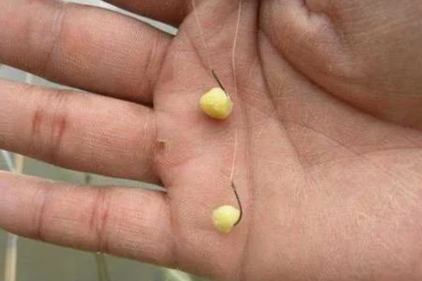 如何垂钓黄尾鱼，水草区是首选钓点