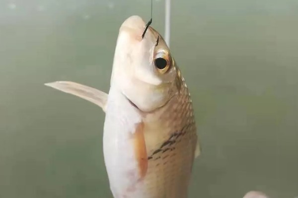 如何垂钓黄尾鱼，水草区是首选钓点