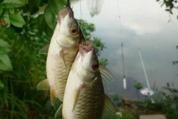 如何垂钓黄尾鱼，水草区是首选钓点