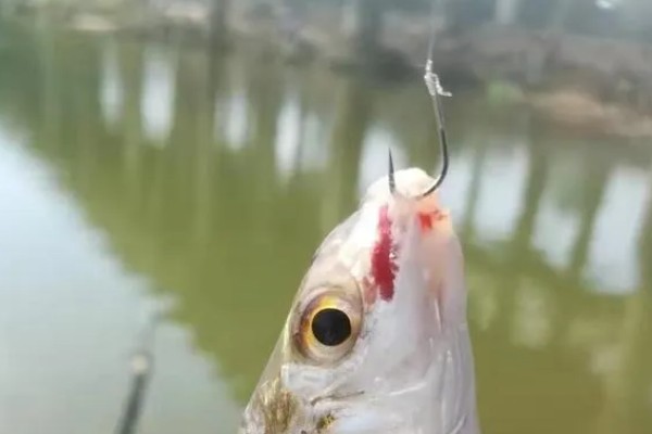 如何垂钓黄尾鱼，水草区是首选钓点