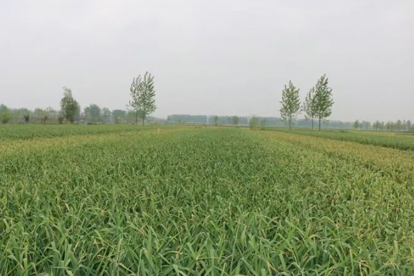 蒜苔的亩产量,一般能达到700-1000斤