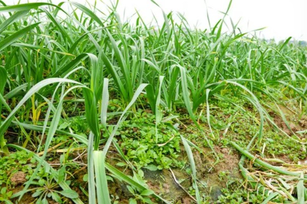 蒜苔的亩产量,一般能达到700-1000斤