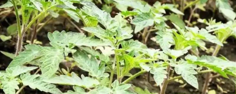 秋冬茬番茄怎么栽培，长出一片真叶后要间苗补苗