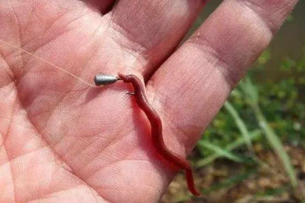 用蚯蚓钓鱼如何防止小鱼闹窝,打素窝、钓深水等方式很有效