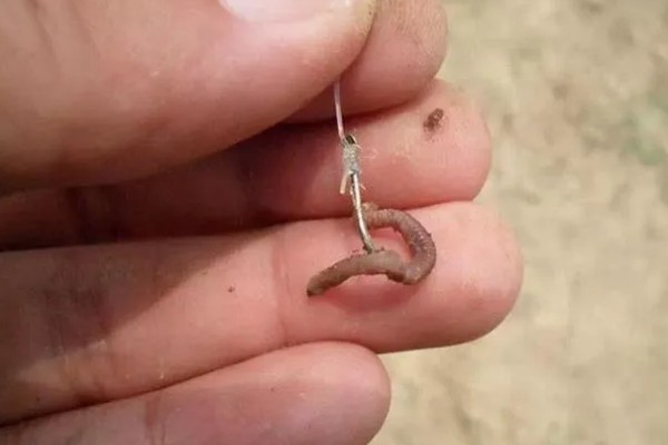 用蚯蚓钓鱼如何防止小鱼闹窝,打素窝、钓深水等方式很有效