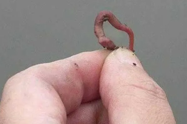 用蚯蚓钓鱼如何防止小鱼闹窝,打素窝、钓深水等方式很有效