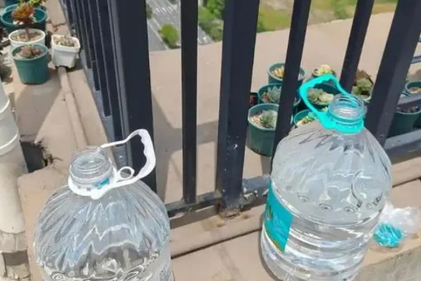单独一条母鱼是否会繁殖,和公鱼交配后才能繁殖