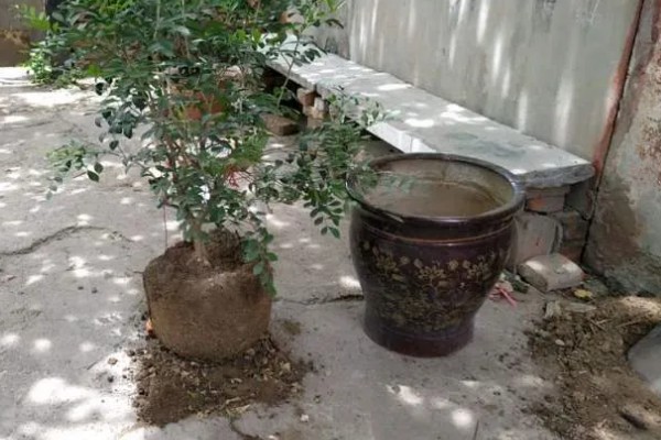 九里香换盆要注意什么,换盆后要浇透水