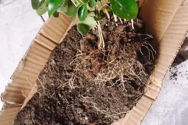 九里香换盆要注意什么,换盆后要浇透水
