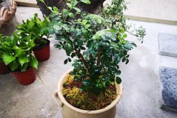 九里香换盆要注意什么,换盆后要浇透水