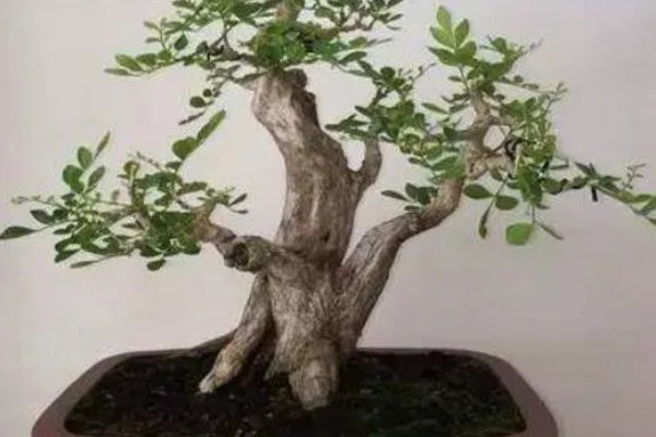 九里香换盆要注意什么,换盆后要浇透水