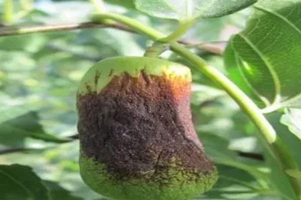 枣缩果病怎么防治,喷施农用链霉素等药物