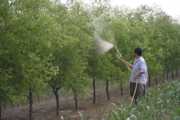 枣缩果病怎么防治,喷施农用链霉素等药物