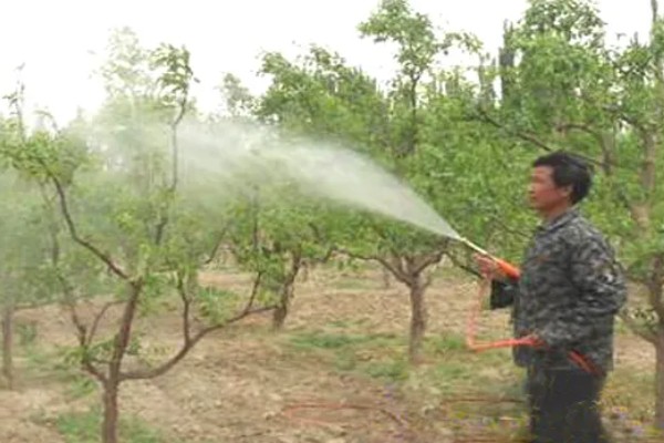 枣缩果病怎么防治,喷施农用链霉素等药物