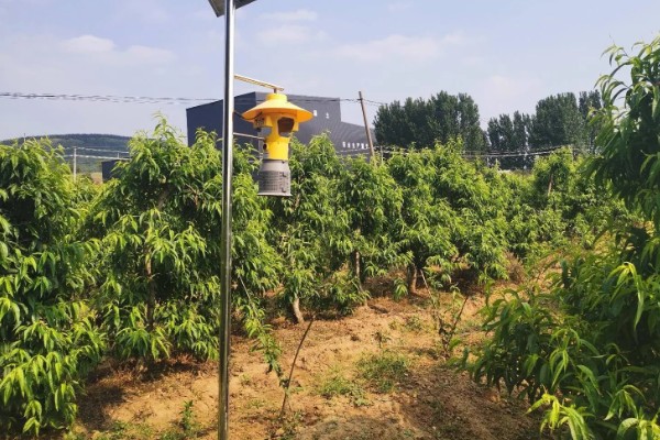 枣缩果病怎么防治,喷施农用链霉素等药物