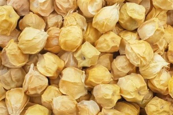洋姑娘怎么种植,种子经过催芽后再播撒
