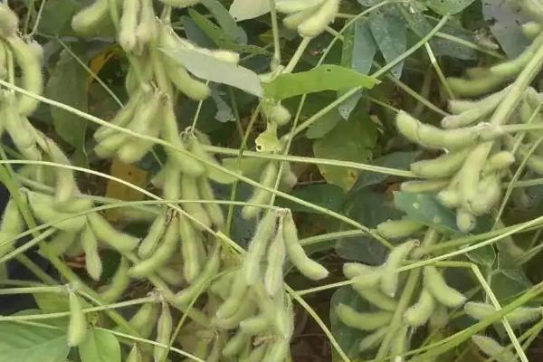 沃豆10号大豆种子特征特性，该品种为亚有限结荚习性