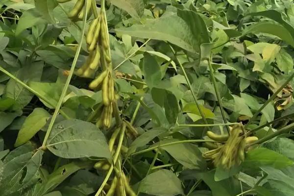 沃豆10号大豆种子特征特性，该品种为亚有限结荚习性