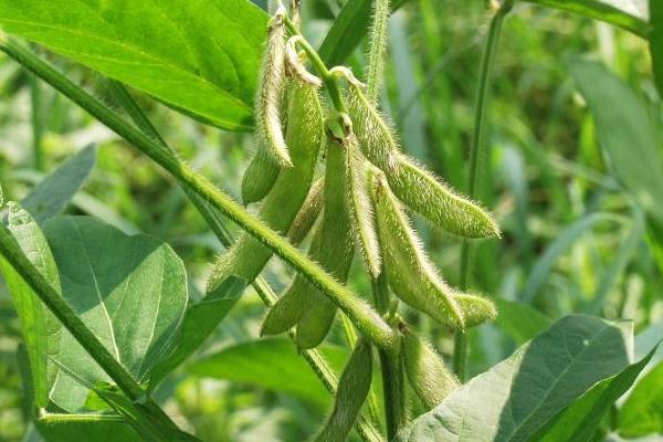 中黄239大豆品种简介，夏播高油大豆品种