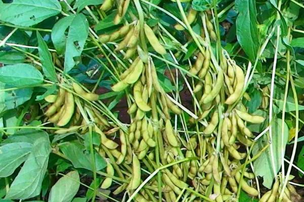 沃豆10号大豆种子特征特性，该品种为亚有限结荚习性