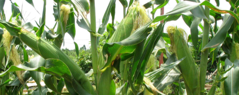 辽科604玉米种子特征特性，在适应区4月28日左右播种