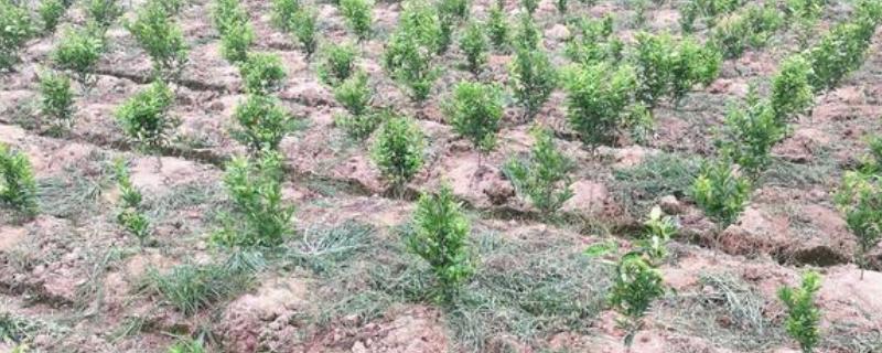 沃豆10号大豆种子特征特性，该品种为亚有限结荚习性
