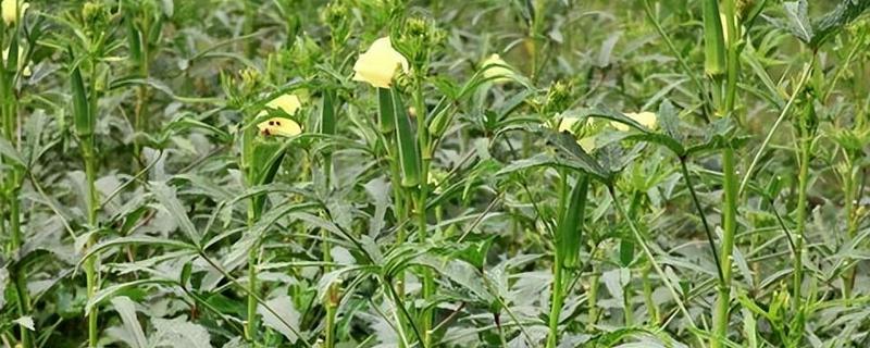 有哪些致富的种植项目,以下20个品种均可考虑