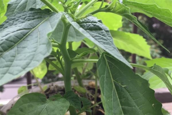 洋姑娘怎么种植,种子经过催芽后再播撒