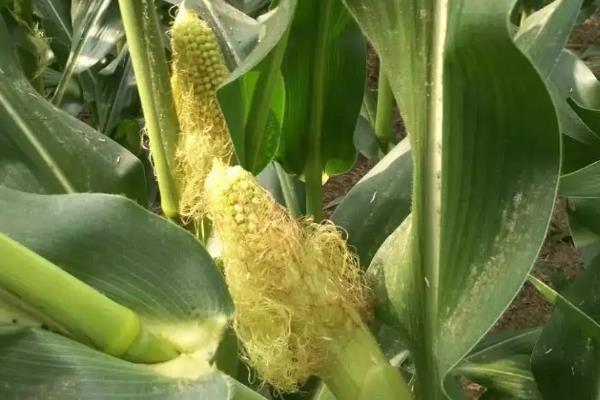 FF22玉米品种的特性，种植密度每亩5000株