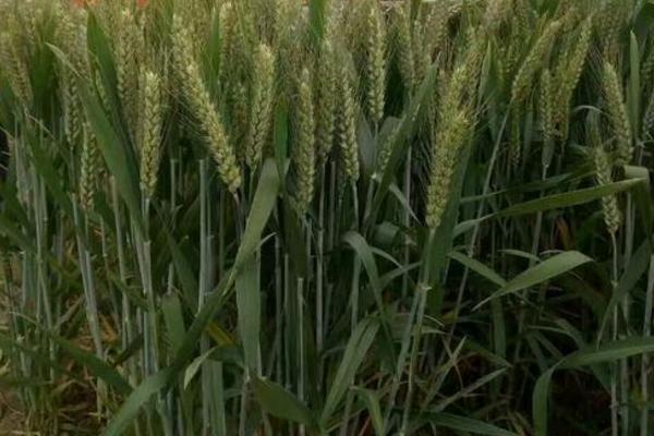 鑫麦906小麦种子特征特性,适宜播期10月中上旬