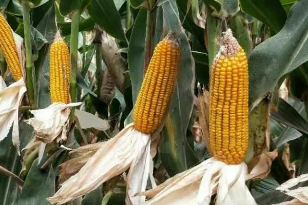 甘金陇6号玉米种子特征特性,种植密度每亩5500株