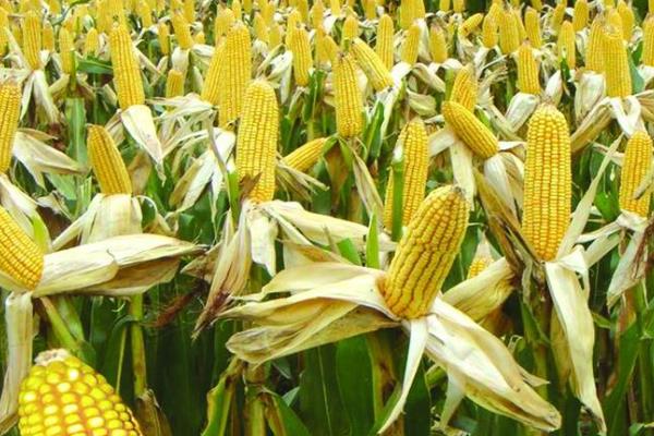 金种源985玉米种子简介,中抗腐霉茎腐病