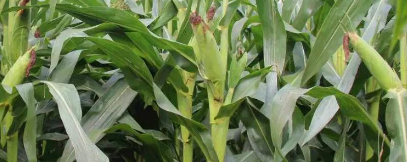 甘金陇6号玉米种子特征特性,种植密度每亩5500株