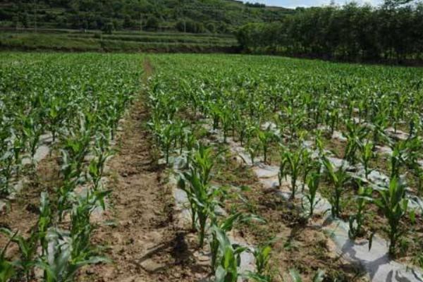斯达糯69玉米种子特点，适宜播种期4月上旬至6月中旬