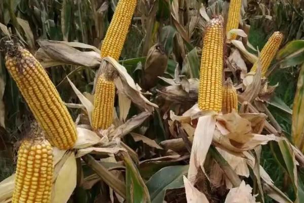YH007玉米种子特点,中抗茎腐病