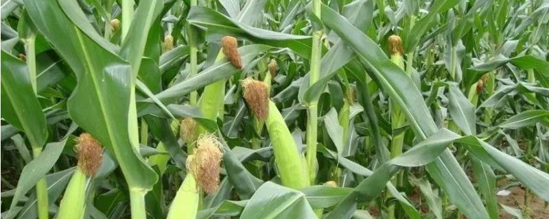 斯达糯69玉米种子特点,适宜播种期4月上旬至6月中旬