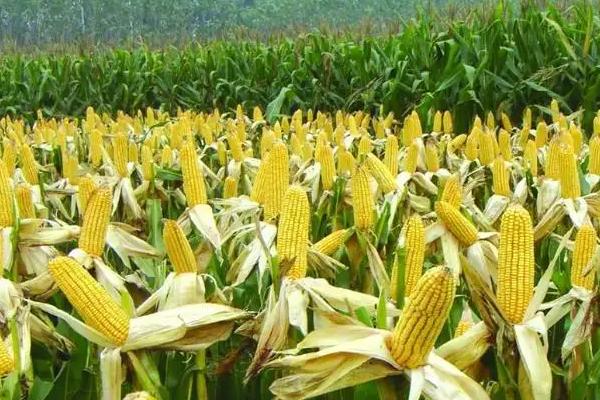 A2210玉米种子简介,注意防治大斑病